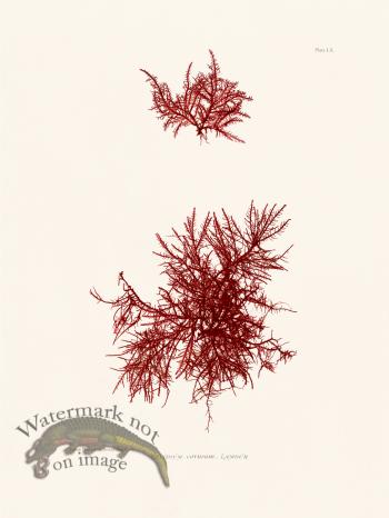 Bradbury Seaweed 060